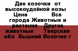 Две козочки  от высокоудойной козы › Цена ­ 20 000 - Все города Животные и растения » Другие животные   . Тверская обл.,Вышний Волочек г.